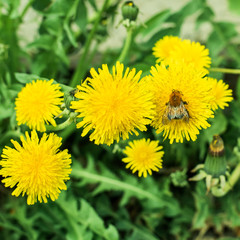 Bumblebee pollinating a dandelion flower against a blurry green background