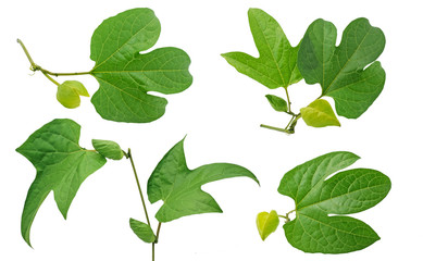 Beautiful Gac leaves isolated on white background