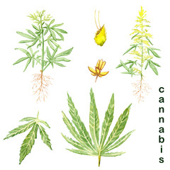 watercolor drawings - hemp cannabis - leaves, plant, flowers