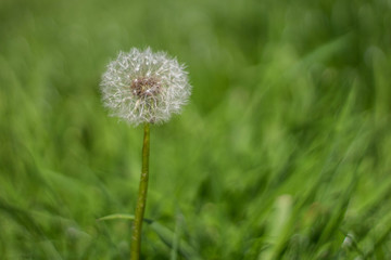Pusteblume