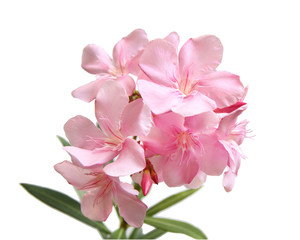 Fototapeta na wymiar Pink flower isolated on white background