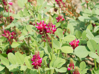 (Hedysarum coronarium) Massif d&eacute;coratif de Sainfoin espagnol ou H&eacute;dysarum &agrave; bouquets aux fleurs pyramidales rouge bordeaux, plante fourrag&egrave;re et ornementale