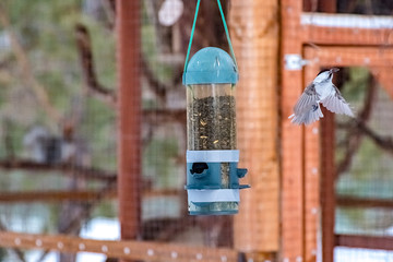 Bird on the feeding trough