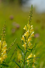 Fototapeta premium Gewöhnliches Leinkraut ( Linaria vulgaris ) 