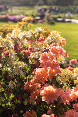 Obraz premium Bush of delicate orange flowers of azalea