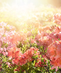 Bush of delicate orange flowers of azalea