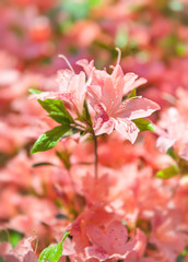 Bush of delicate orange flowers of azalea