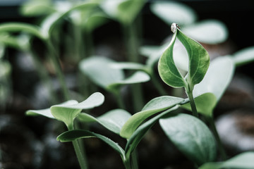 Clapping Seedling bright processing with blurred background