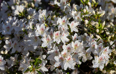 White flowers of azalea