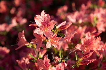 Bush of delicate orange flowers of azalea
