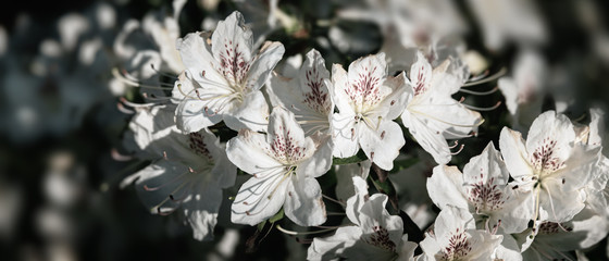 White flowers of azalea