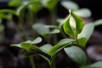 Clapping Seedling green processing with blurred background