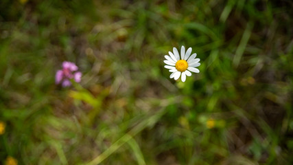 
Daisie in the meadow in spring, big plan