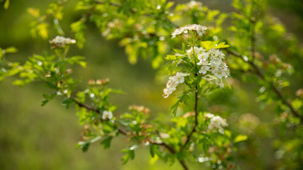 Rusty blackhaw shrub stem with pretty white cluster flowers