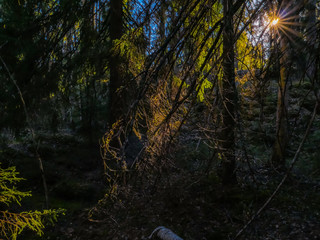 Evening sun shining to the forest
