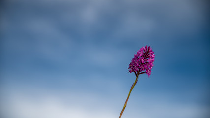 
Pretty pyramidal orchid, pink, against diving, head in the blue spring sky