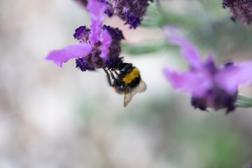 Lavande papillon et abeille
