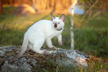 Naklejka na ściany i meble A Siamese cat sits on a rock. Spring, sun, the lake.