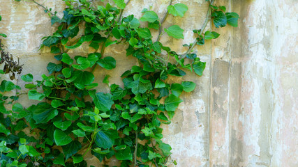 The texture of the old stone wall entwined with ivy. Georgia country. Kutaisi city