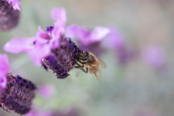 Lavande papillon et abeille
