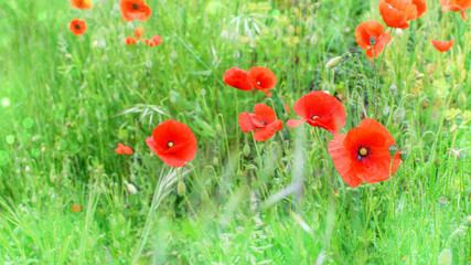 Red poppies meadow background in the spring.