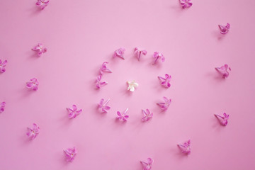 a circle of purple flowers, inside of which is a white flower, on a pink background, purple flowers are scattered around. spring arrangement of lilac flowers top view.