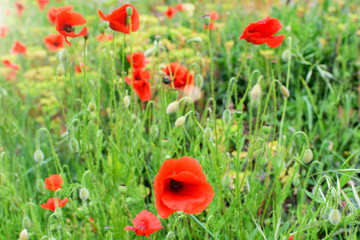 Meadow of the wild red poppies in countryside in spring.