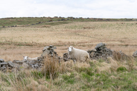 Sheep in the Countryside