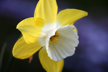 Single flower of a narcissus with yellow petals and a white crown lit with the evening sun.