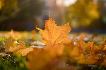 Yellow maple leaves in the sun