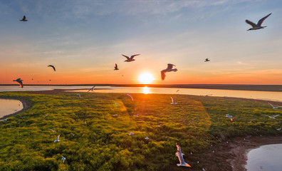 Seagulls fly at sunset, aerial view, white birds, lake and island, beautiful sky