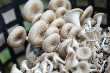 
Mushrooms that grow from timber