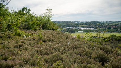 
Extent of plants, thyme, wild shrubs ...