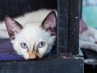 recate de gatita 