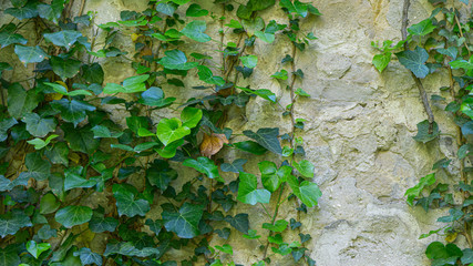 The texture of the old stone wall entwined with ivy. Georgia country. Kutaisi city