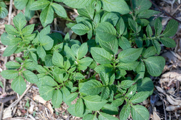 Pomme de terre
