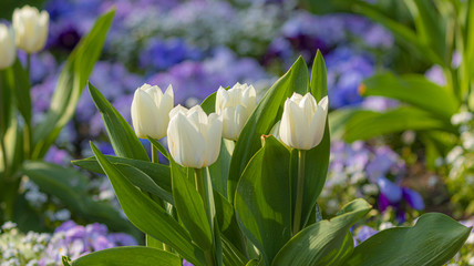 Weiße Tulpen im Frühjahr im Park