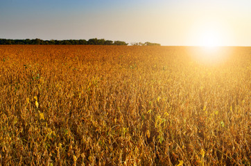 Soy field landscape at sunset time backlit by sun