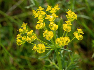 Common yellow lime green Euphorbia cyparissias the cypress spurge