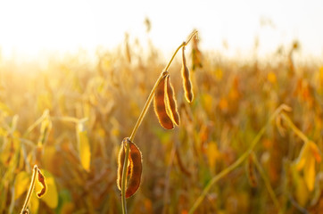 Soy pods at field sunset time backlit by sun closeup photo