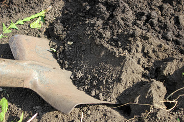 Dig up the ground with a shovel in the garden for planting.