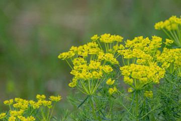 Common yellow lime green Euphorbia cyparissias the cypress spurge