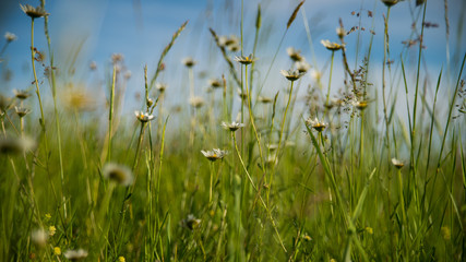 Obraz premium Na łące, zanurzenie w środku Stokrotek