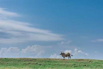 The cow stands on a beautiful meadow compared to the blue sky.