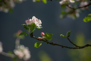 flowering peach tree