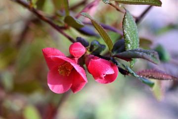 Spring flowers with dew on them.Low key photography.Fresh foliage and beautiful flowers outdoor.