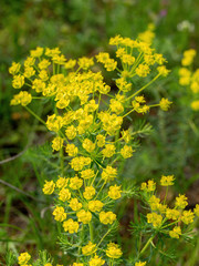 Common yellow lime green Euphorbia cyparissias the cypress spurge