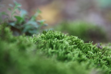 Closeup on moss in forest, nature idea