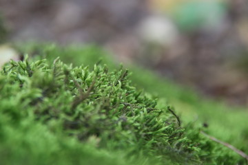 Closeup on moss in forest, nature idea