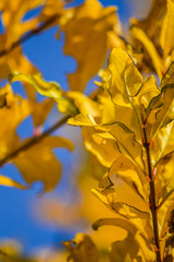 Yellow leaves of pomegranate in autumn close up - colorful background